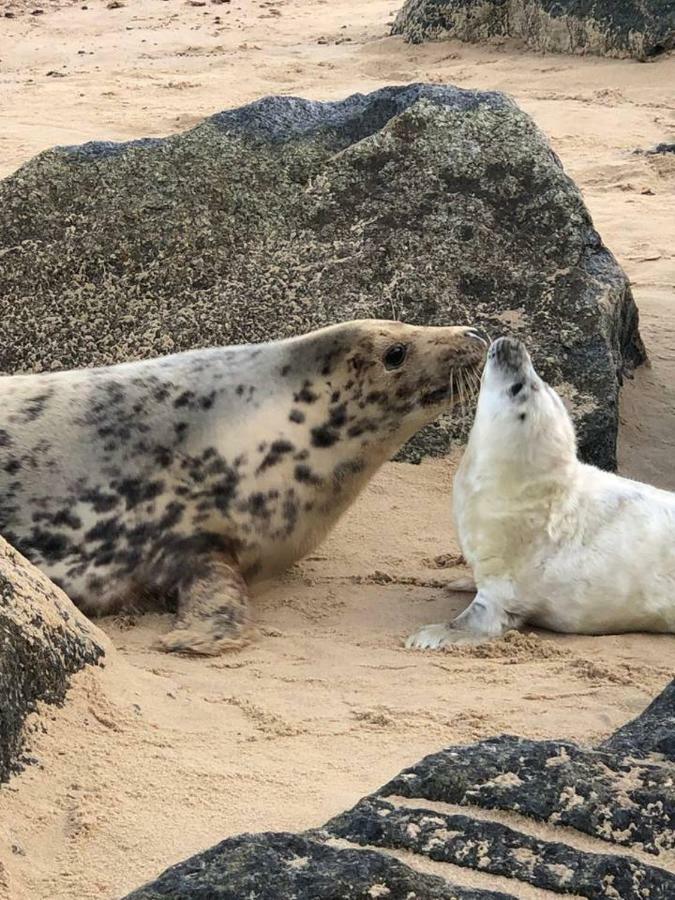 The Pollywiggle, Waxham, Nr Sea Palling Dog Friendly, Private Walk To The Beach NWI Esterno foto